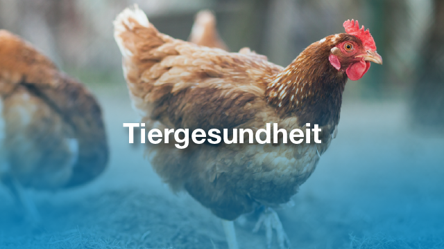 Animal Health